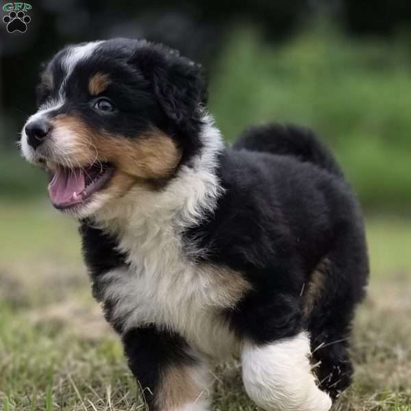 Ruby, Australian Shepherd Puppy