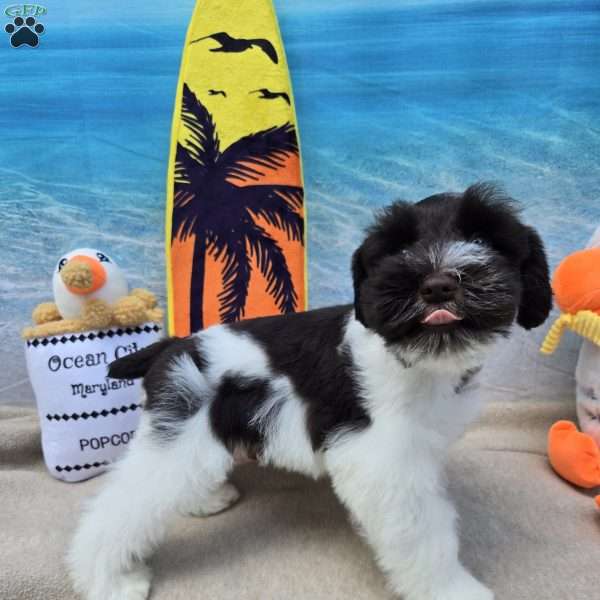 Wally, Miniature Schnauzer Puppy