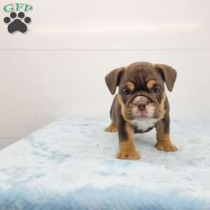 Edgar, English Bulldog Puppy