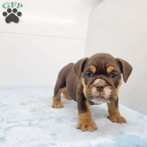 Edgar, English Bulldog Puppy