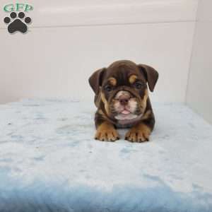 Edgar, English Bulldog Puppy