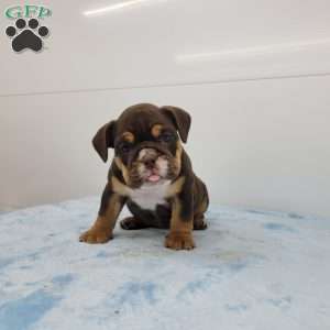 Edgar, English Bulldog Puppy
