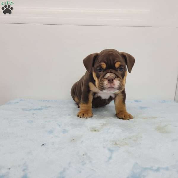 Edgar, English Bulldog Puppy