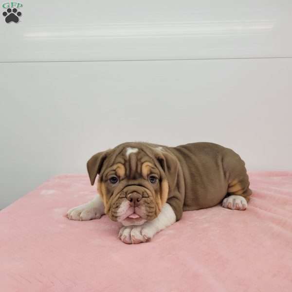 Emma, English Bulldog Puppy