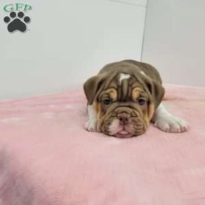 Emma, English Bulldog Puppy