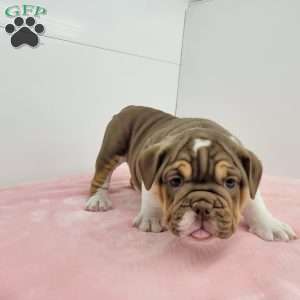 Emma, English Bulldog Puppy