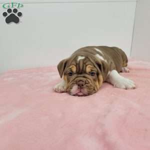 Emma, English Bulldog Puppy