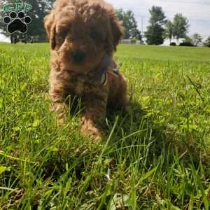 ACE- F1B, Mini Goldendoodle Puppy