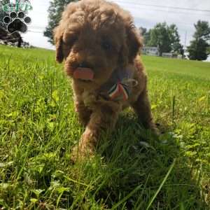 ACE- F1B, Mini Goldendoodle Puppy