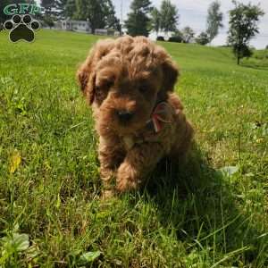 ACE- F1B, Mini Goldendoodle Puppy