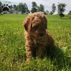 ACE- F1B, Mini Goldendoodle Puppy