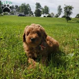 ACE- F1B, Mini Goldendoodle Puppy