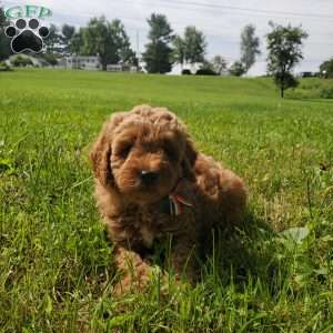ACE- F1B, Mini Goldendoodle Puppy