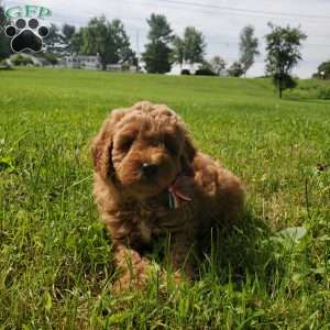 ACE- F1B, Mini Goldendoodle Puppy