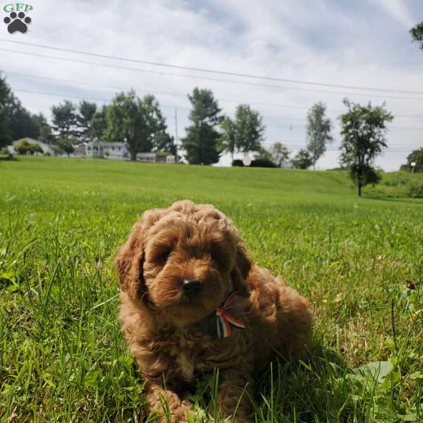 ACE- F1B, Mini Goldendoodle Puppy