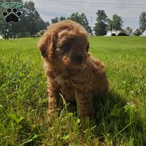 ACE- F1B, Mini Goldendoodle Puppy