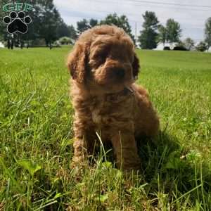 ACE- F1B, Mini Goldendoodle Puppy