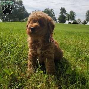 ACE- F1B, Mini Goldendoodle Puppy
