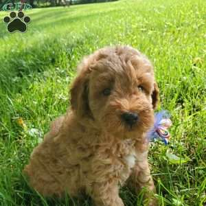 ACE- F1B, Mini Goldendoodle Puppy