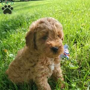ACE- F1B, Mini Goldendoodle Puppy
