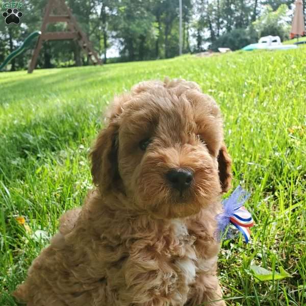 ACE- F1B, Mini Goldendoodle Puppy