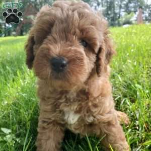 ACE- F1B, Mini Goldendoodle Puppy