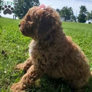 LILLY f1b, Mini Goldendoodle Puppy