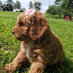 LILLY f1b, Mini Goldendoodle Puppy