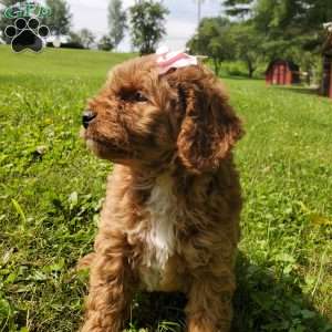 LILLY f1b, Mini Goldendoodle Puppy