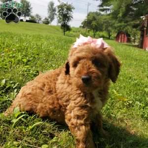 LILLY f1b, Mini Goldendoodle Puppy
