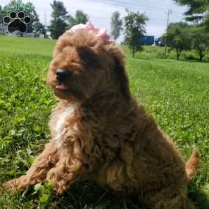 LILLY f1b, Mini Goldendoodle Puppy