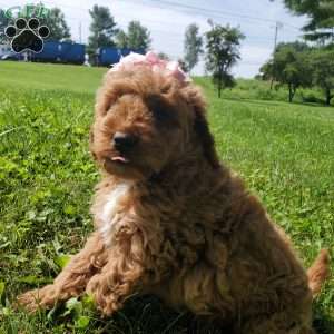 LILLY f1b, Mini Goldendoodle Puppy