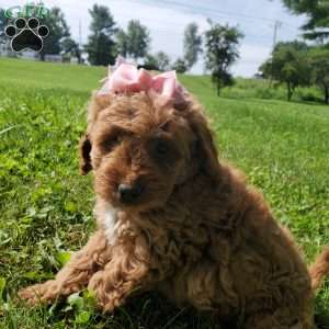 LILLY f1b, Mini Goldendoodle Puppy