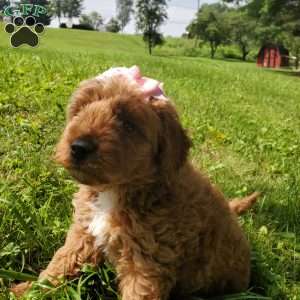LILLY f1b, Mini Goldendoodle Puppy