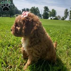 LILLY f1b, Mini Goldendoodle Puppy