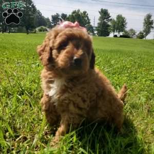 LILLY f1b, Mini Goldendoodle Puppy