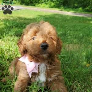 LILLY f1b, Mini Goldendoodle Puppy