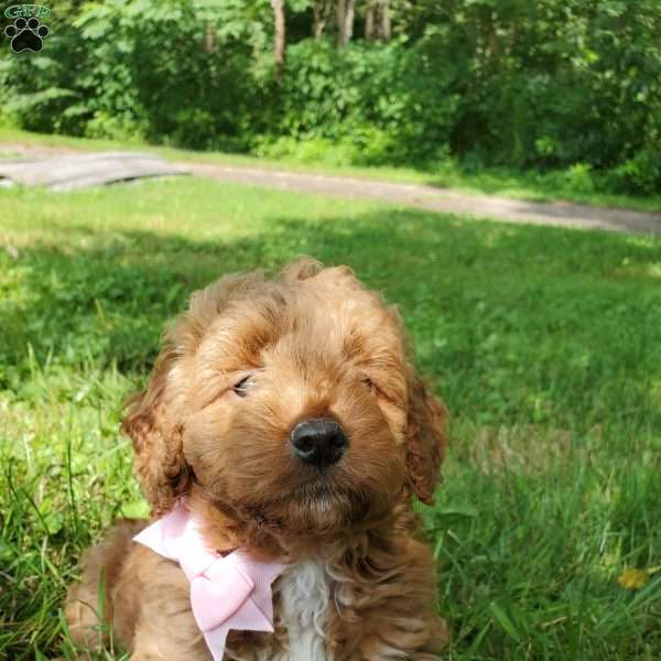 LILLY f1b, Mini Goldendoodle Puppy