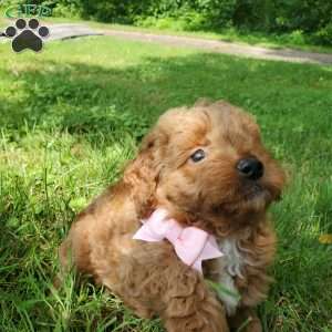 LILLY f1b, Mini Goldendoodle Puppy