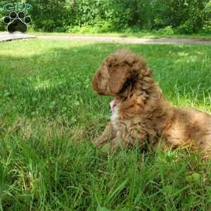 LILLY f1b, Mini Goldendoodle Puppy