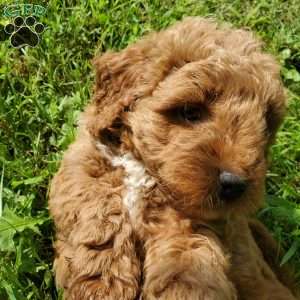 LILLY f1b, Mini Goldendoodle Puppy
