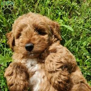 LILLY f1b, Mini Goldendoodle Puppy