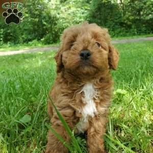 LILLY f1b, Mini Goldendoodle Puppy