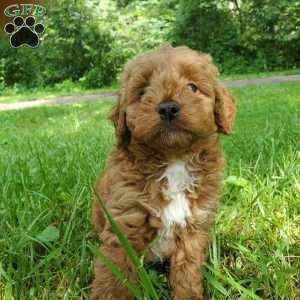 LILLY f1b, Mini Goldendoodle Puppy