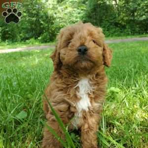 LILLY f1b, Mini Goldendoodle Puppy