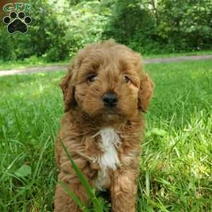 LILLY f1b, Mini Goldendoodle Puppy