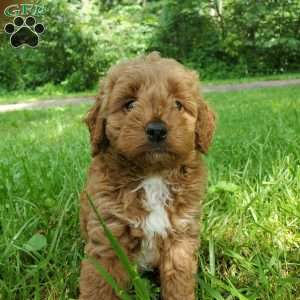 LILLY f1b, Mini Goldendoodle Puppy