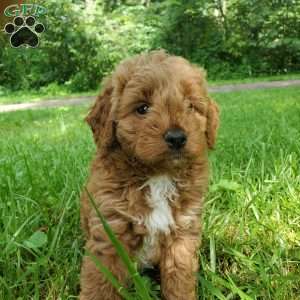 LILLY f1b, Mini Goldendoodle Puppy