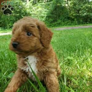 LILLY f1b, Mini Goldendoodle Puppy