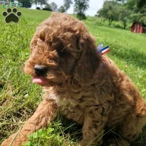 JAKE- F1B, Mini Goldendoodle Puppy